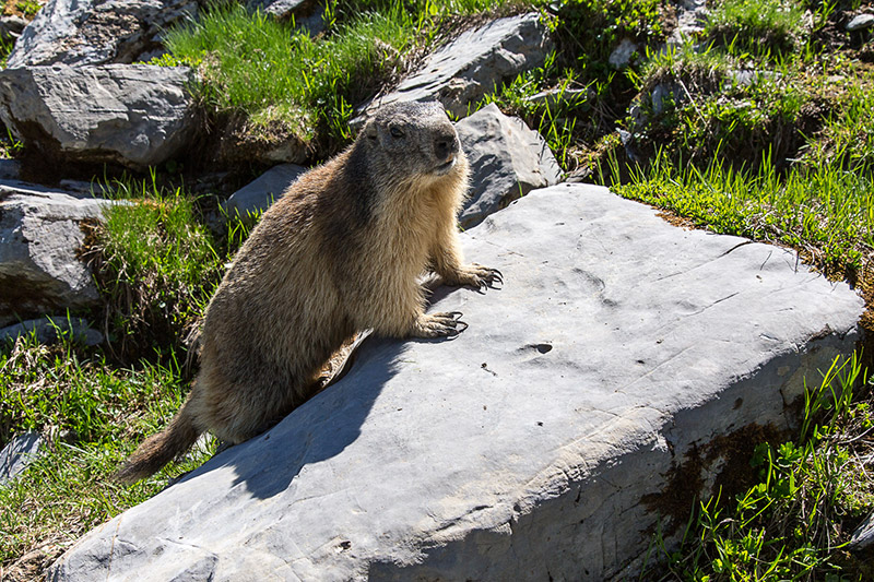 Randotop Faune marmottes