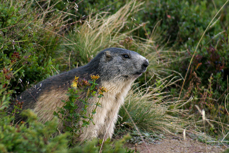 Randotop Faune marmottes