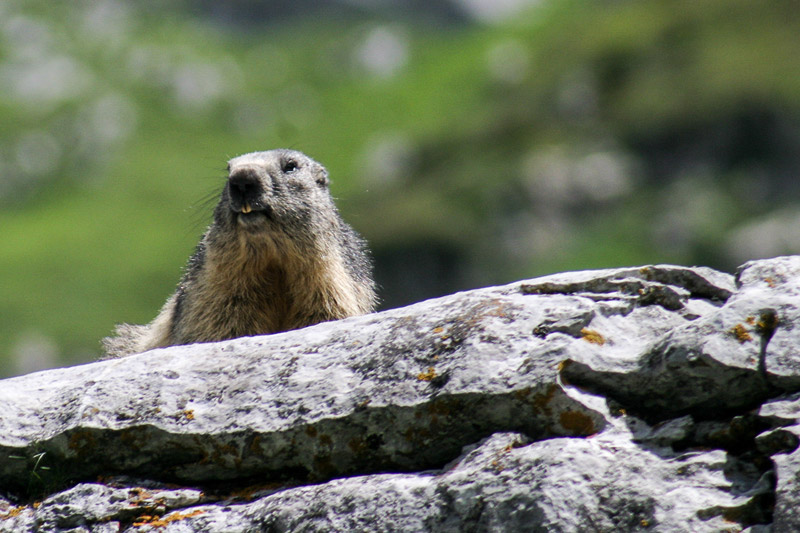 Randotop Faune marmottes