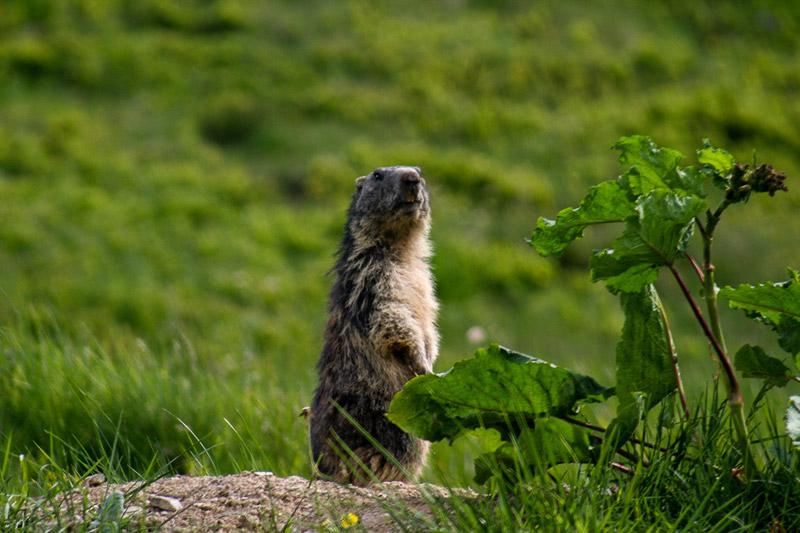 Randotop Faune marmottes