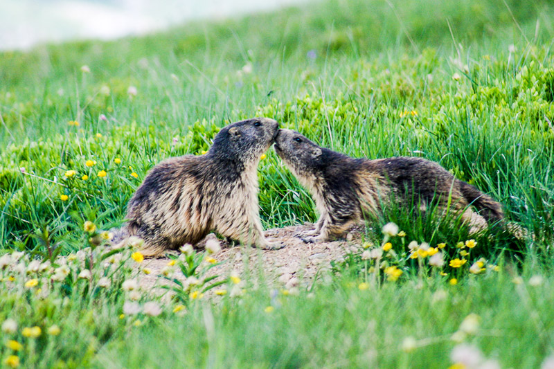 Randotop Faune marmottes