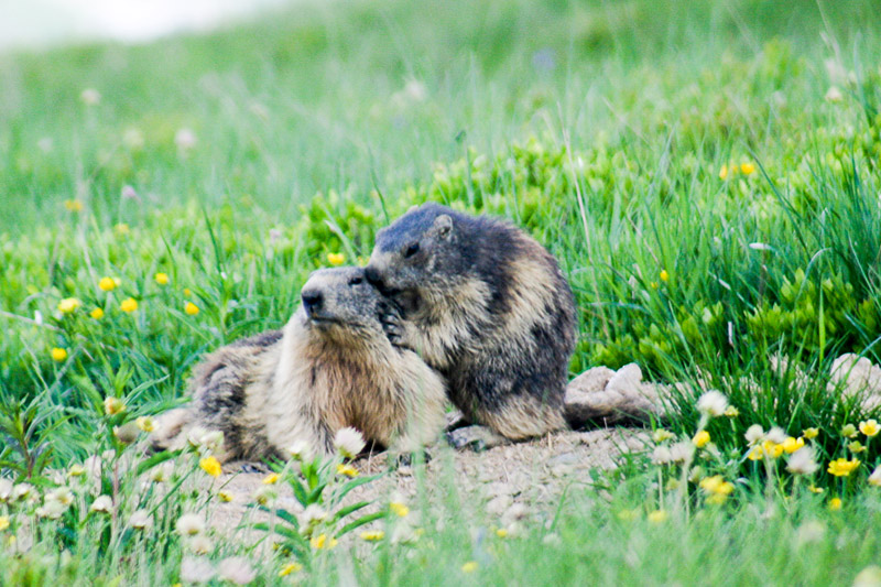 Randotop Faune marmottes