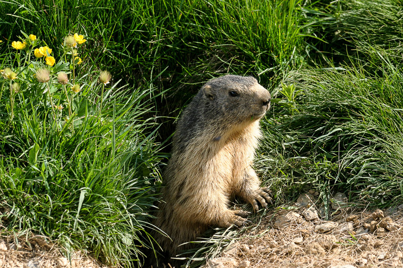 Randotop Faune marmottes